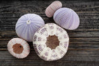 Nautical Crush Trading Sea Urchins Shells for Air Plants - 5 Assorted Coastal Sea Urchin Shells - Hanging Air Plant Holder - Air Plants Live Holders - Air Plant Pot - No Plants Included