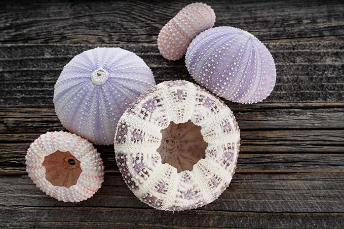 Nautical Crush Trading Sea Urchins Shells for Air Plants - 5 Assorted Coastal Sea Urchin Shells - Hanging Air Plant Holder - Air Plants Live Holders - Air Plant Pot - No Plants Included