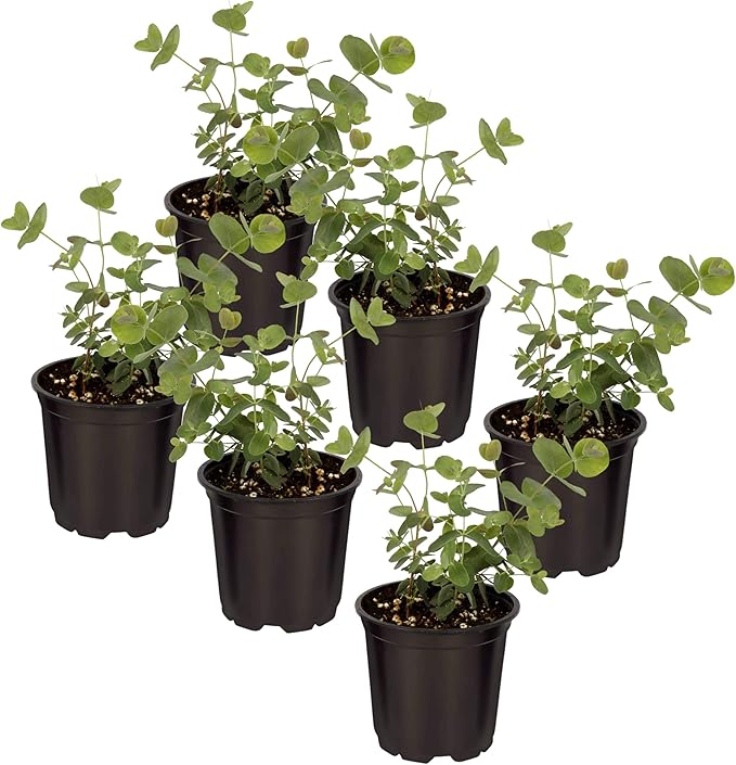 Live Aromatic and Healthy Herb - Eucalyptus (6 Per Pack), Assorted Varieties - Natural Air Purifier, 8" Tall by 3" Wide in 1 Pint Pot