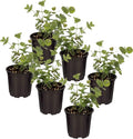Live Aromatic and Healthy Herb - Eucalyptus (6 Per Pack), Assorted Varieties - Natural Air Purifier, 8" Tall by 3" Wide in 1 Pint Pot