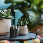D'vine Dev 3.5 Inch Ceramic Planter Pot with Drainage Hole and Saucer, Indoor Cylinder Round Planter Pot, Black, 94-O-A-2