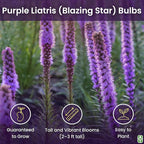 Purple Blazing Star - 5 Fresh Bulbs - Liatris Spicata Flower Bulb - Perennial Gayfeather Plant for Planting Outdoor - Perfect for Borders and Landscapes - Largest Size Corms