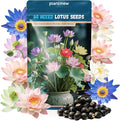 Lotus Seeds for Planting in Water | 60 PCS Mixed Color Bowl Lotus Seeds for Indoor Bonsai, Outdoor Ponds & Garden | Non-GMO Water Lily Aquatic Plant Seeds