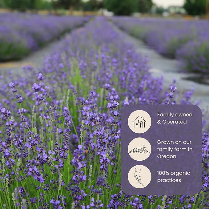 Victoria's Lavender Tumalo Lavender French Lavandin Lavender Plant, Live Edible Plants, Organically Grown, Non-GMO, Aromatic Perennial Herbs
