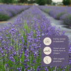 Victoria's Lavender Tumalo Lavender French Lavandin Lavender Plant, Live Edible Plants, Organically Grown, Non-GMO, Aromatic Perennial Herbs
