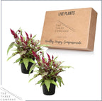 Live Celosia - Dragon's Breath - 2 Plants Per Pack - Beautiful Color - 15" Tall by 8" Wide in 2.5 Qt Pot