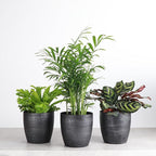 Thorsen's Greenhouse Live Pet Friendly Indoor Houseplants, Live Plants, Safe for Pets, 4" Diameter Pot, 3-Pack (Brushed Silver)