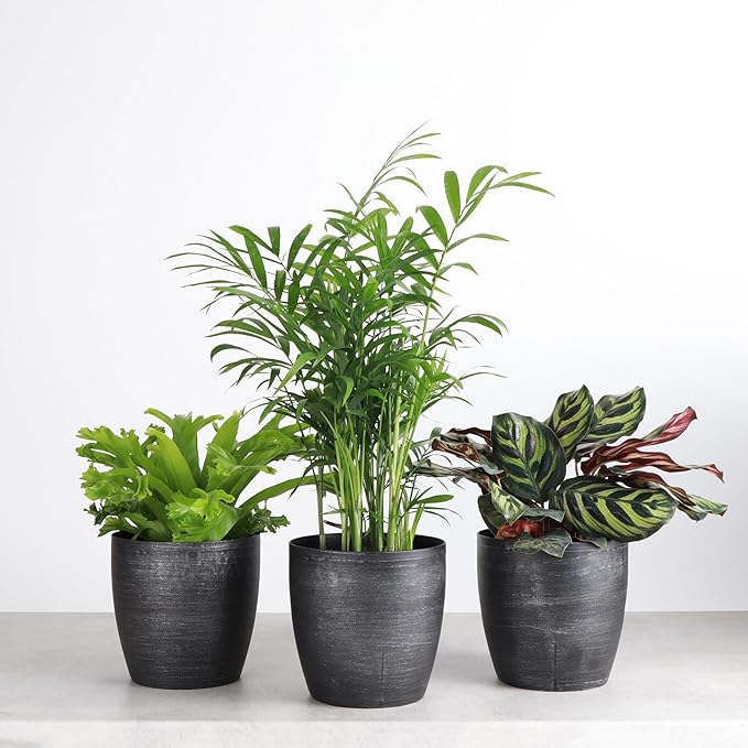 Thorsen's Greenhouse Live Pet Friendly Indoor Houseplants, Live Plants, Safe for Pets, 4" Diameter Pot, 3-Pack (Brushed Silver)