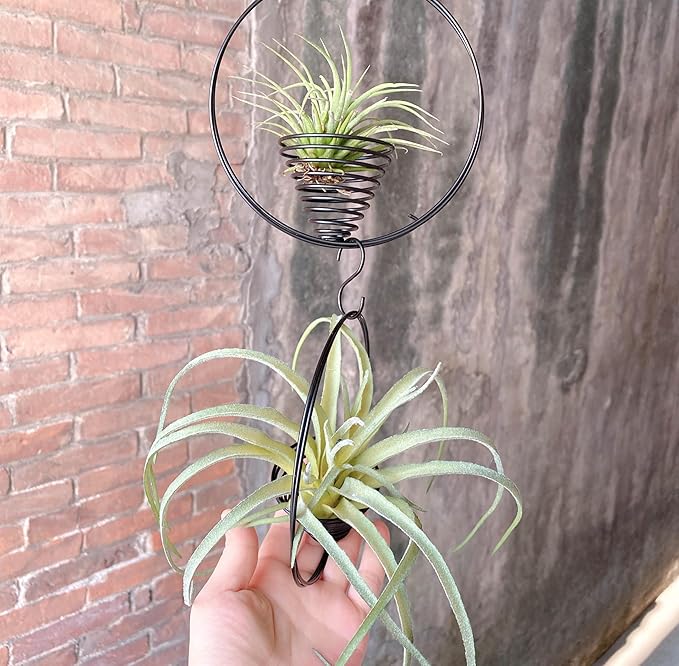 5.5" Air Plant Hangers for Ceiling & Windows, Airflow Hanging Air Plant Holder, Tillandsia Succulent Display Holders for Plant Wall - 3 pcs