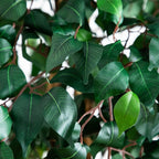Nearly Natural 74in Artificial Triple Trunk Ficus Tree, Faux Greenery with Natural Wood Trunks for Indoor Home Decor