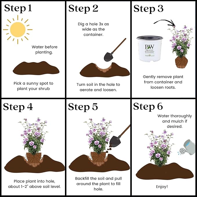 Proven Winners 2 Gal. Purple Pillar Rose of Sharon (Hibiscus) Shrub