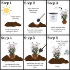 Proven Winners 2 Gal. Purple Pillar Rose of Sharon (Hibiscus) Shrub