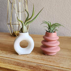 Live Air Plants with Decorative White & Pink Air Plant Holder Duo (2-Pack), Easy Plant Gift, Non-Toxic & Pet Friendly Plants, Air Plants Live Plants in Small Plant Pots, Home Decor by Plants for Pets