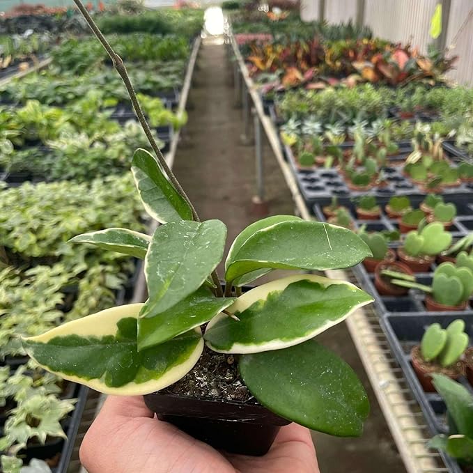 Hoya Carnosa 'Tricolor' Live Plant for Indoor | Different Houseplants in 3'' Pot | Real House Plant for Living Room, Office, Desk & Bathroom | Porcelain Flower | Wax Plant | Honey