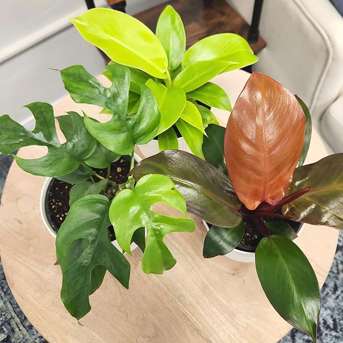 Live Philodendron Houseplants (3PK) Indoor Houseplant Philodendrons Mix Pack, Real Indoor Plants for Beginners, Rotating Assortment, Easy Plant Care