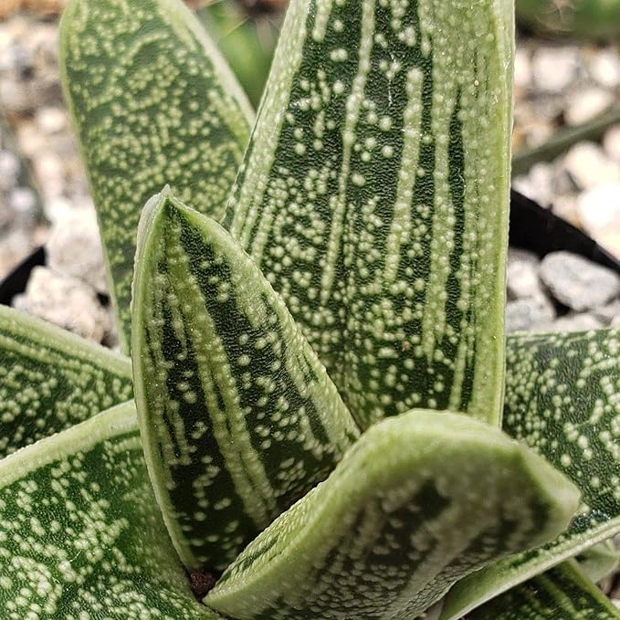 Gasteria Little Warty Cacti Cactus Succulent Real Live Plant