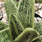 Gasteria Little Warty Cacti Cactus Succulent Real Live Plant