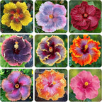 220+ Mixed Hibiscus Flower Seeds for Planting - Perennial Exotic Plant Bonsai Seeds for Home Garden-Attract Butterflies