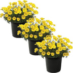Live Flowering Osteospermum Plant - Yellow (3 Plants Per Pack) - Beautiful African Daisies - Early Spring Color - 12" Tall by 5" Wide in 1 Qt Pot