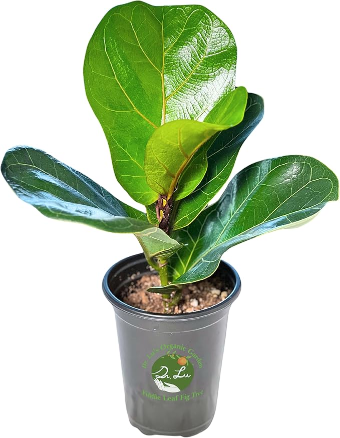 Dr. Lu’s Organic Fiddle Leaf Fig Tree | Easy Plant, Air Purifying Indoor Plants | Popular Modern Room Decor | Live House Plants, Ficus Lyrata, 8-10 Inches Tall in Nursery Pot