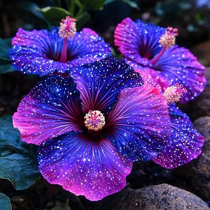 Hibiscus Flower Seeds for Planting - 200+ Hibiscus Seeds Perennial Giant Flower Non-GMO Heirloom Tropical Potted Plants Seeds