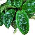 Hoya Krinkle 8 Live Hoya Plant Pink Flowers with Chocolate Smells Available in 2", 4", and 6" Pot (6" Hanging Pot)