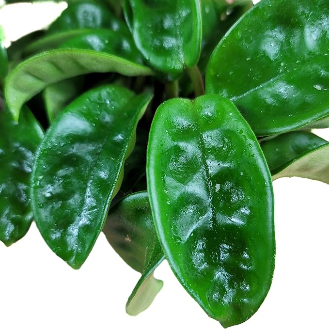 Hoya Krinkle 8 Live Hoya Plant Pink Flowers with Chocolate Smells Available in 2", 4", and 6" Pot (2" Pot)