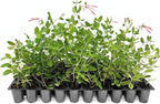 Coral Honeysuckle | 1 Live Plants | Lonicera Sempervirens | Attracts Hummingbirds, Red Trumpet Flowers, Fast Growing Vines, Low Maintenance, Long Blooming Season, Garden Climbing Vine