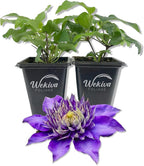 Clematis Multi Blue - 2 Live Starter Plants in 2 Inch Growers Pots - Starter Plants Ready for The Garden - Rare Clematis for Collectors