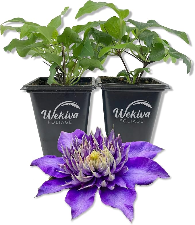 Clematis Multi Blue - 2 Live Starter Plants in 2 Inch Growers Pots - Starter Plants Ready for The Garden - Rare Clematis for Collectors