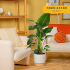 Costa Farms White Bird of Paradise Live Plant in Decorative Pot, Large Indoor Houseplant, Perfect for Home, Room, or Office Decor, Great House Warming or Birthday Gift, 2-3 Feet Tall