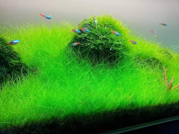 Marcus Fish Tanks - Dwarf Hairgrass Eleocharis Parvula Live Aquarium Plants Carpeting Plant for Aquatic Freshwater Fish Tank BUY2GET1FREE