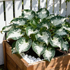 Hosta Seeds for Planting, 290+ Mixed Hosta Seeds, Perennial Flower Palnts, Non-GMO Heirloom Hosta Flower Seed for Home Garden Outdoor