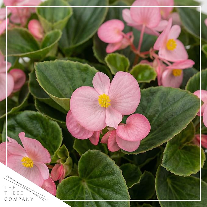 Live Begonia - Green Leaf Ambassador Pink (4 Per Pack), Beautiful Shade Annual, Ships 8" Tall by 4" Wide in 1 Pt Pot