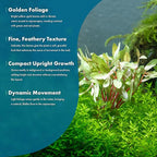 SubstrateSource Live Aquarium Stem Plants - Freshwater Aquatic Plant for Fish Tanks, Aquascaping - (Nesaea Pedicellata Golden, 1 Bunch)
