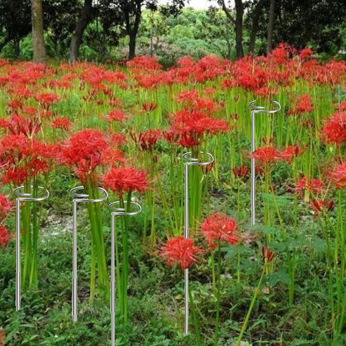 30 Inch Or 16 InchPlant Stakes for Flowers - 5 Pack (DIY), Stainless Steel Garden Tall Single Stem Support Stake Plant Cage Support Rings with Adjustable Height Fit Flowers, Plant Stable