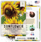 Seed Needs Mammoth Grey Stripe Sunflower Seeds for Planting - Heirloom & Open Pollinated Flower Seed to Plant an Outdoor Butterfly Garden (1 Pack)