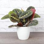 Thorsen's Greenhouse Red Prayer Plant, Live Indoor Plant, Pet Friendly, Popular Houseplant, Red Maranta, Easy to Grow, 4" Diameter Pot (White)