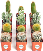 Shop Succulents | Cool Cactus Collection of Live Succulent Plants, Hand Selected Variety Pack of Cacti | Collection of 12 in 2" pots