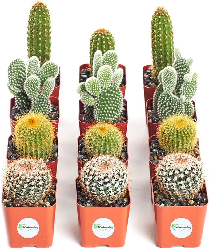 Shop Succulents | Cool Cactus Collection of Live Succulent Plants, Hand Selected Variety Pack of Cacti | Collection of 12 in 2" pots