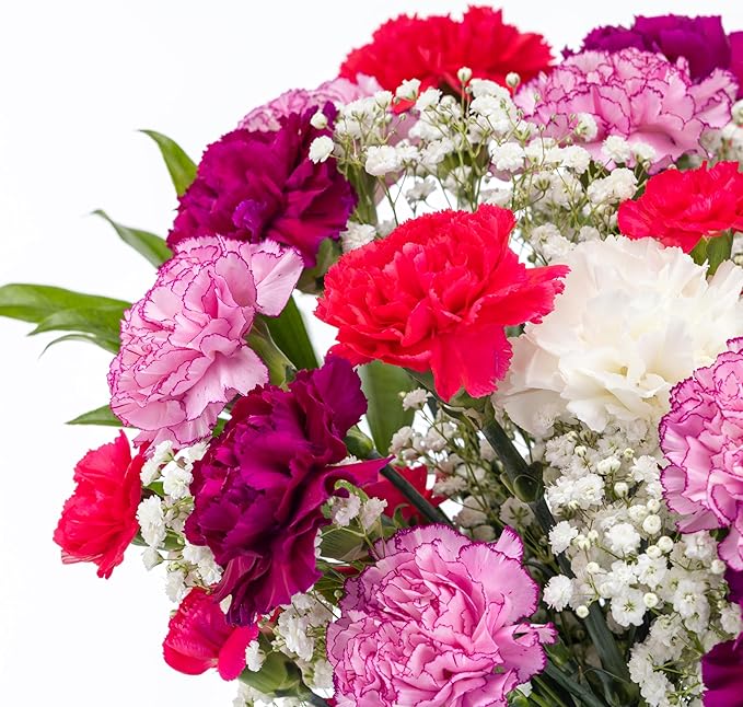 Benchmark Bouquets - Carnation Mix - Fresh Flowers for Delivery - Mothers Day Flowers - Get Well Gifts for Women - White, Purple and Pink Floral Bouquet - Glass Vase Included (26 Stems)