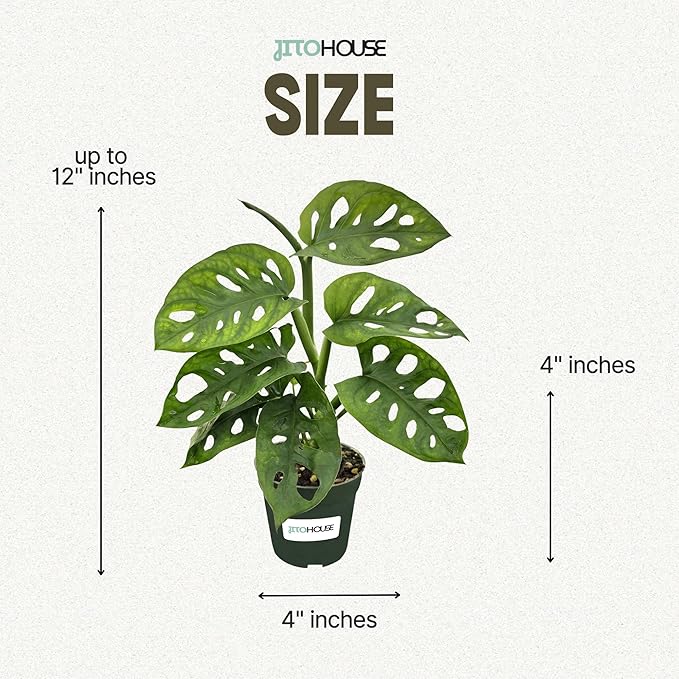 Monstera Adansonii Swiss Cheese - Live Full Size Indoor Plants Houseplants, Air Purifier Indoor Plants | Real Plants Decor for Living Room, Office, Desk & Bathroom, Easy Low Maintenance - JitoHouse