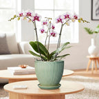 Ceramic Plant Pots, 6 Inch Ceramic Pots for Herb Snake Plants, Indoor Small Flower Pot with Drainage Hole and Saucer, Modern Round Planter, Room Office House Decor, Gardening Gifts, Green
