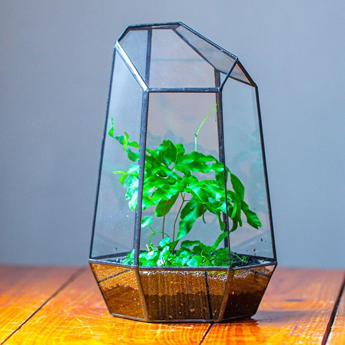 NCYP No Door Geometric Glass Terrarium Planter for Small Succulent, Small Cacti, Black Irregular Opened Terrarium Pot, Indoor Home Garden Office Tabletop Decor, 6.5" x 5.7" x 9.8" (No Plants)