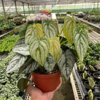Philodendron Brandi Live Plant for Indoor | Different Houseplants in 4'' & 6'' Pot | Real House Plant for Living Room, Office, Desk & Bathroom | Silver Leaf | brandtianum