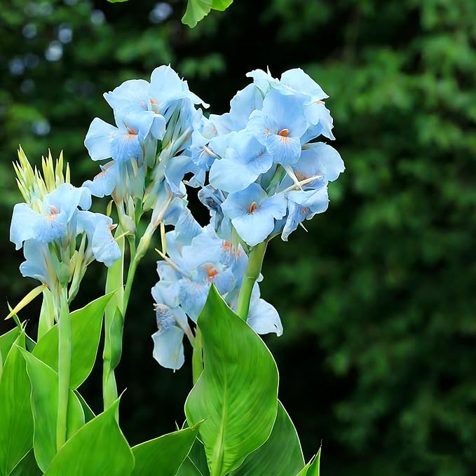 Canna Lily Seeds for Planting, 10pcs Perennial Canna Flower Seeds Non-GMO Heirloom Rare Cut Flower Plants, Open Pollinated Beauty Home Garden for Outdoors