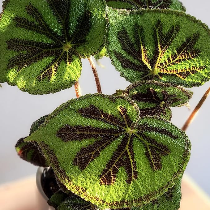 Begonia Masoniana Rock, Live Houseplant Decor in 6" White Pot, Textured Leaves, Easy Botanical Gift, Iron Cross Houseplants, Desk Decor & Gifts, Office Plants & Decorative Plants by Plants for Pets