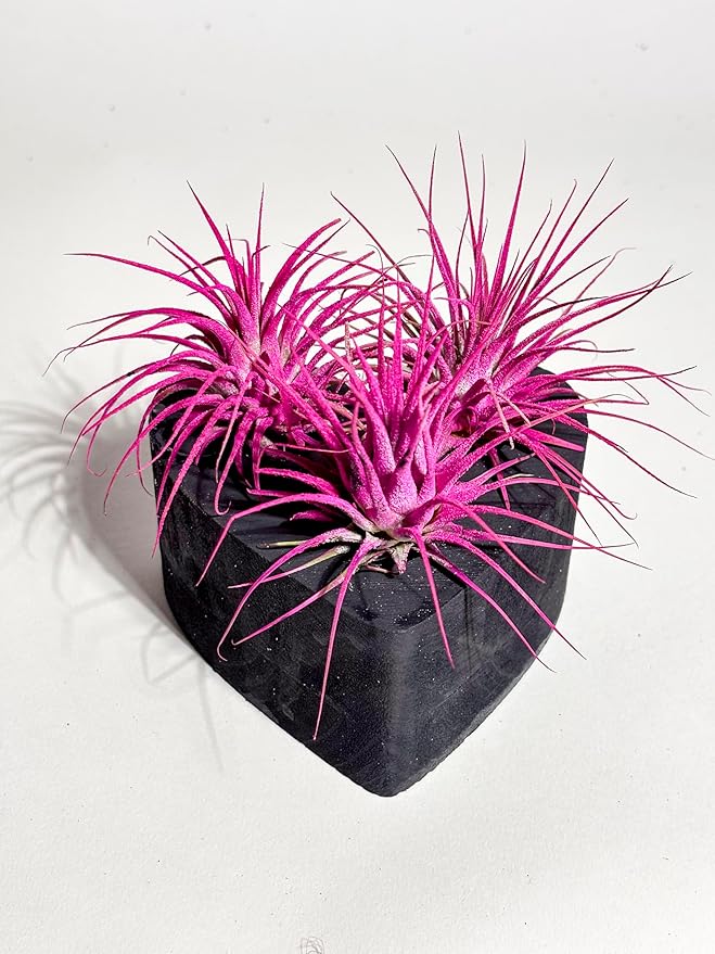 Air Plants - Tillandsia Ionantha - Organically Enhanced Color - Live Arrival Guaranteed - House Plants for Home Decor & Gift (Rose Pink 3 Pk + Black Heart)