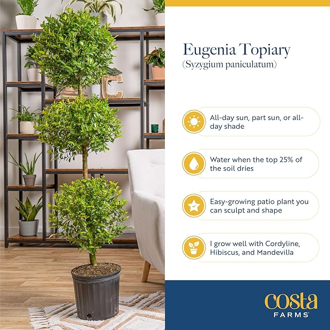 Costa Farms 3-Ball Eugenia Topiary Live Indoor Plant, Potted in Nursery Plant Pot, Indoor Outdoor Home and Patio Decor, 42-Inches Tall