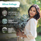 KVITER 50 Argyle Apple Eucalyptus Seeds (Eucalyptus Cinerea) - Silver Dollar, Evergreen Garden Decor, Fragrant Foliage, Non GMO Seed - Tree Seeds in Seed Packets for Outdoors, Suitable for Containers